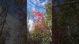 Tree of Autumn fire.