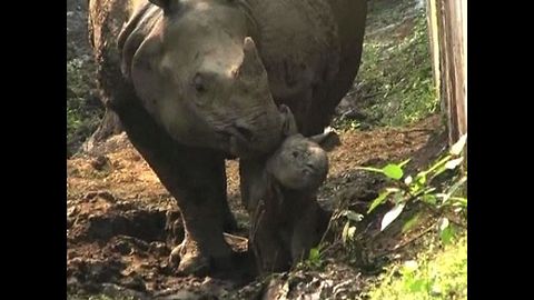 Newborn One-Horned Rhino Calf