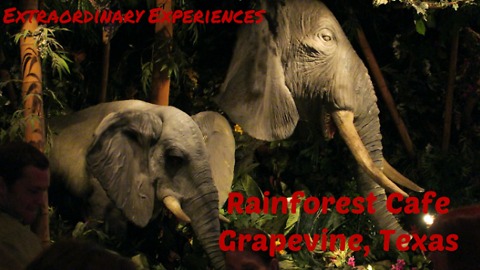 It's a jungle in there | Rainforest Cafe VLOG