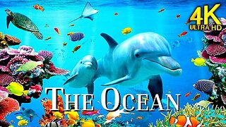 The Ocean 4K | STUNNING Underwater Wonders & Colorful Sea Life with Coral Reefs | Relaxing Music