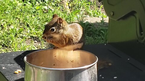 Squirrel eats right out of the pot