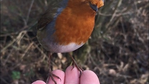 Slow motion captures robin feeding from human hand