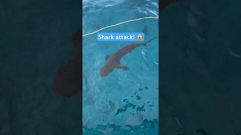 Shark attacks it’s victim! 😱 #shorts #shark #viralshorts