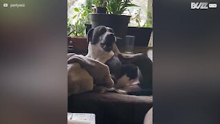 Dog loves gnawing on his own paw!