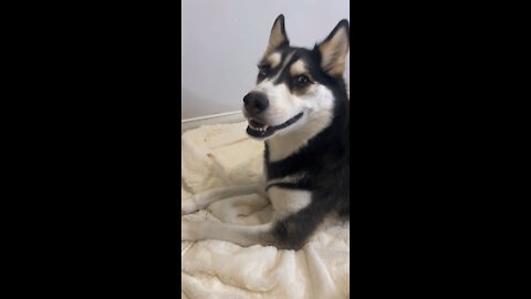 Famous Husky loves acting like a drama queen