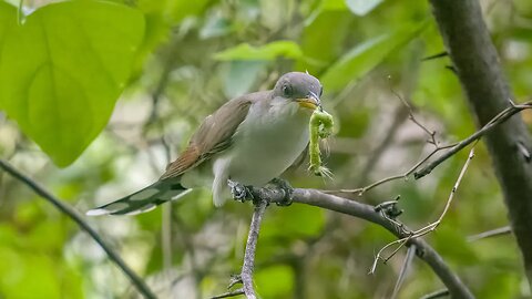 Cuckoo vs Caterpillar, Sony A1/Sony Alpha1, 4k Frame Animation