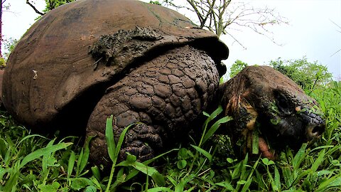 Giant Galapagos Tortoise happily munches away on grass