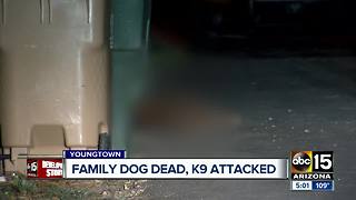 MCSO deputy shoots, kills dog in Youngtown after it allegedly attacks his K9 partner