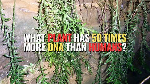 What Plant Has 50 Times More DNA Than Humans?