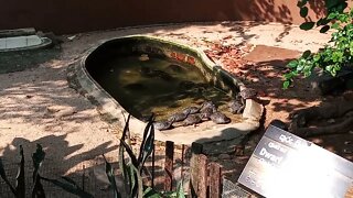 Turtles in their pond. 😁😃