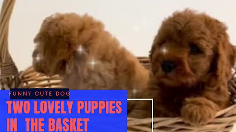 cute lovely puppies playing inside the basket