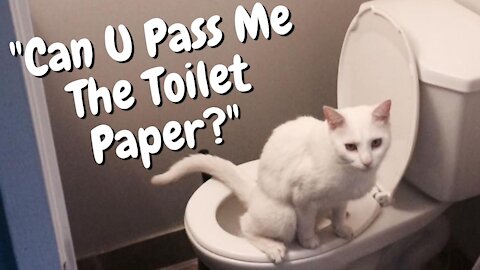 Cat Pees Outside The Litter Box | Funny Cat