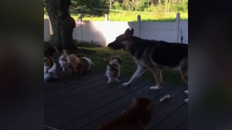 Pack Of Dogs Get Excited By Shadow