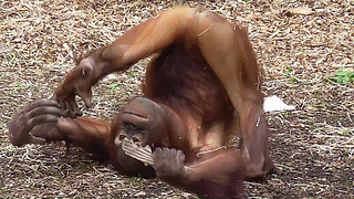 Orangutan youngster just keeps on rollin'