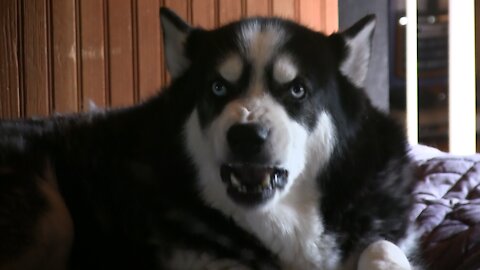 Husky has cute tantrum until he gets what he wants! Attention!