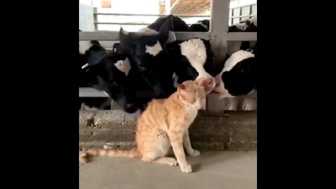 This is cat is so happiest with so much cows around him