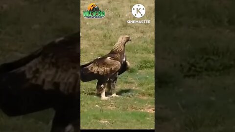 #eagle