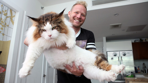 At 4 Feet Long, This Is New York's Biggest Cat