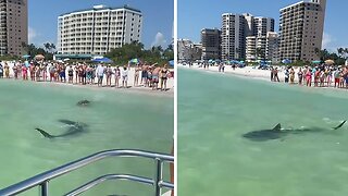 Huge shark shows up on Marco Island South Beach