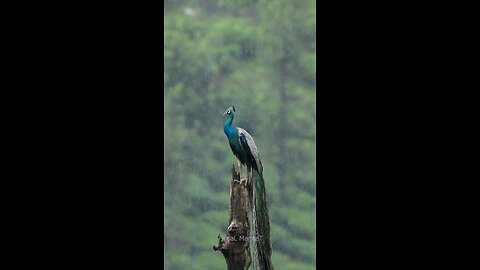 The peacock is enjoying in the rain