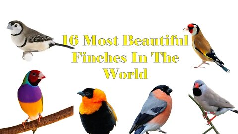 16 Most Beautiful Finches In The World | #finches | Biki's Aviary