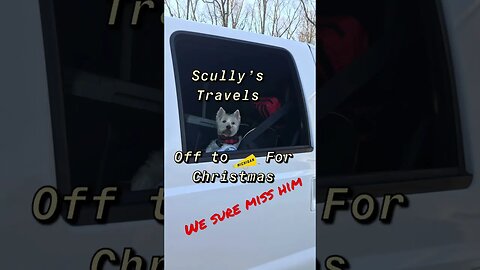 Scully’s Travels, we sure miss out little guy #shorts #prepperboss #westie, #westhighlandterrier