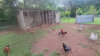 Trying something different with the Chickens.