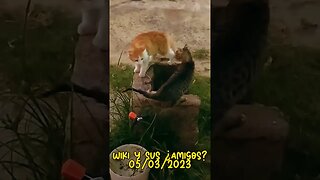 Wiki y sus ¿amigos? (aventuras de un gatito)