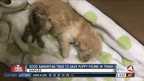 Puppy found abandoned in Trash