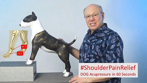 Pawsitively: Acupressure for Shoulder Ailments in Dogs