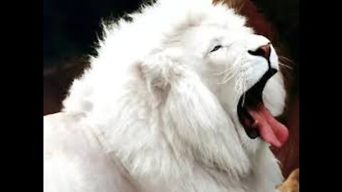 The white lion, despite its ferocity, that its beauty was indescribable
