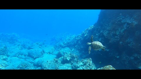 Great Dive at Milolii and Papa Bay Hawaii! 🤙🤙