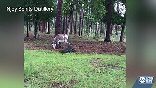 Donkey doesn't back down in staredown vs. alligator in Hernando County