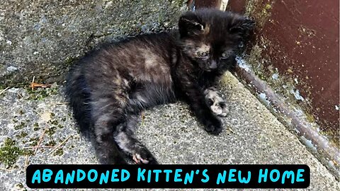 Abandoned Kitten's New Home 😺 Cute Tortoiseshell Cat