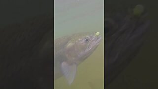 GoPro Captured Epic Underwater Footage Of A Steelhead #shorts