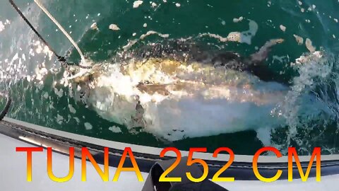 Giant Bluefin Tuna 252 cm