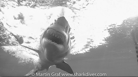 Angry Great White Shark bites boat and diving cage