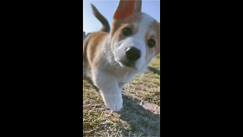 Adorable Puppy's Playful Dash: Slow Motion Camera Lick
