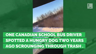 For 2 Years, Bus Driver Has Quietly Fed Stray Dog. Now Dog Sits & Waits Each Day to Greet Her