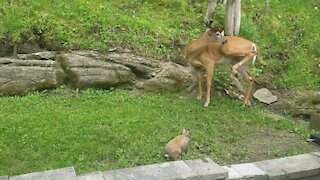 Deer Ignores the rabbit