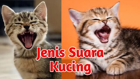 Types of Cat Meowing Sounds
