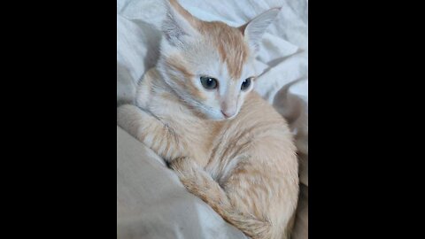 Don't Disturb Me! I am Cleaning My Body - Orange (Cat)