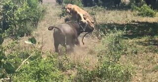 Búfalo vira leão de pernas para o ar em um parque nacional