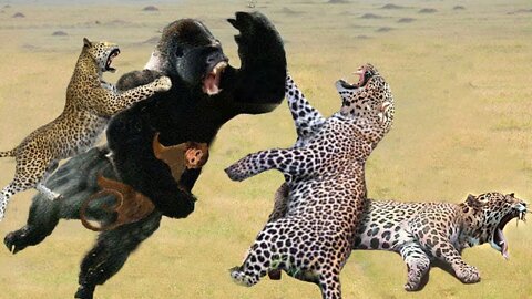 Incredible leopard and baby baboon interaction ®®Increíble (●'◡'●)☆*: .｡. ) entre leopardo
