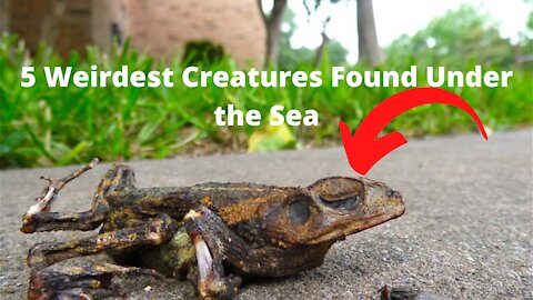 5 Weirdest Creatures Found Under the Sea
