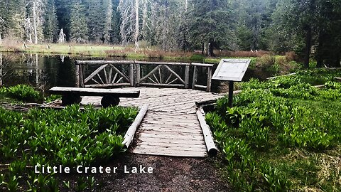 Hiking Little Crater Lake Trail to Swampy Flooded Planks! | Timothy Lake | Mount Hood | Oregon | 4K