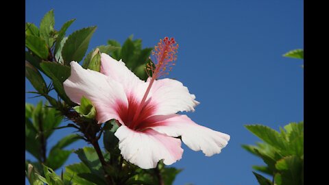 Hibiscus flower blooming time lapse beautiful flowers in the background!