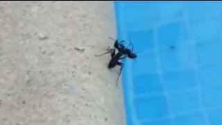 Formiga atira formiga morta para dentro de piscina!