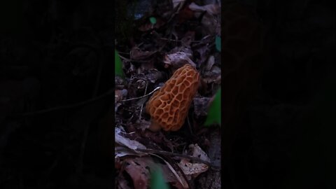 How to find Morel Mushrooms. Morel identification and harvesting tips. #shorts