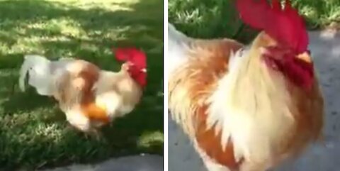 Rooster Runs Fast To Greet Dad